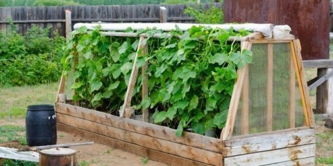 Nakon kojih useva se mogu saditi krastavci